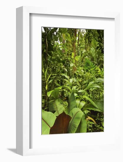 Jungle at Arenal Hanging Bridges Where Rainforest Canopy Is Accessible Via Walkways-Rob Francis-Framed Photographic Print