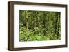 Jungle at Arenal Hanging Bridges Where Rainforest Canopy Is Accessible Via Walkways-Rob Francis-Framed Premium Photographic Print