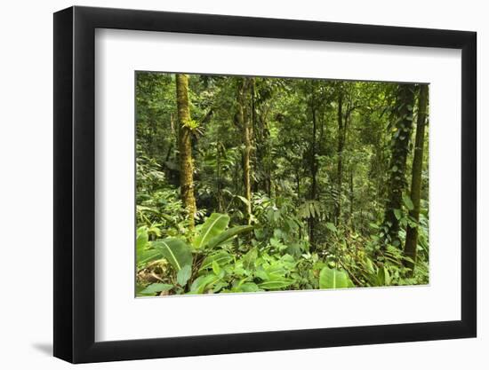 Jungle at Arenal Hanging Bridges Where Rainforest Canopy Is Accessible Via Walkways-Rob Francis-Framed Premium Photographic Print