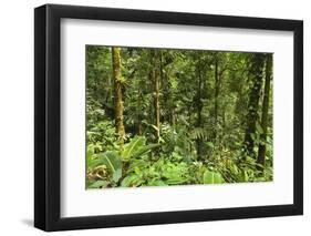 Jungle at Arenal Hanging Bridges Where Rainforest Canopy Is Accessible Via Walkways-Rob Francis-Framed Premium Photographic Print