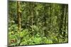 Jungle at Arenal Hanging Bridges Where Rainforest Canopy Is Accessible Via Walkways-Rob Francis-Mounted Premium Photographic Print