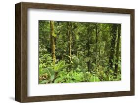 Jungle at Arenal Hanging Bridges Where Rainforest Canopy Is Accessible Via Walkways-Rob Francis-Framed Photographic Print