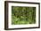 Jungle at Arenal Hanging Bridges Where Rainforest Canopy Is Accessible Via Walkways-Rob Francis-Framed Photographic Print