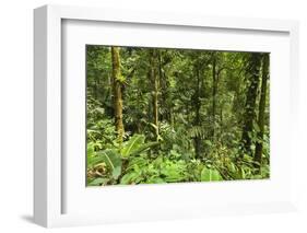 Jungle at Arenal Hanging Bridges Where Rainforest Canopy Is Accessible Via Walkways-Rob Francis-Framed Photographic Print