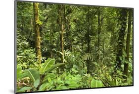 Jungle at Arenal Hanging Bridges Where Rainforest Canopy Is Accessible Via Walkways-Rob Francis-Mounted Photographic Print