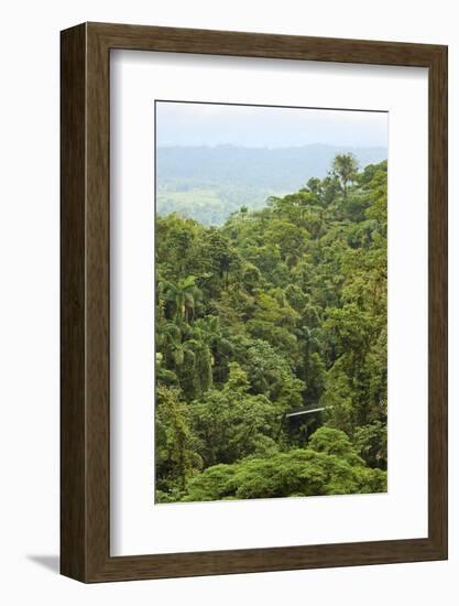 Jungle at Arenal Hanging Bridges Where Rainforest Canopy Is Accessible Via Walkways-Rob Francis-Framed Photographic Print