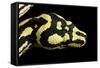 Jungle Carpet Python Head-null-Framed Stretched Canvas