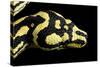 Jungle Carpet Python Head-null-Stretched Canvas