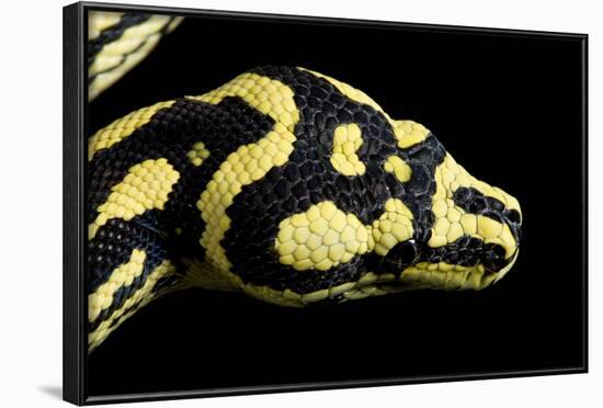 Jungle Carpet Python Head-null-Framed Photographic Print