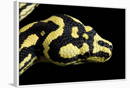 Jungle Carpet Python Head-null-Framed Photographic Print