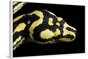 Jungle Carpet Python Head-null-Framed Photographic Print