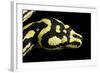 Jungle Carpet Python Head-null-Framed Photographic Print