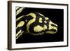 Jungle Carpet Python Head-null-Framed Photographic Print