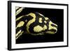 Jungle Carpet Python Head-null-Framed Photographic Print