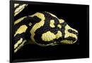 Gramercy Black