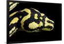 Gramercy Black
