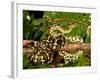 Jungle Carpet Python, Morelia Spilotes Variegata, Native to Australia and New Guinea-David Northcott-Framed Photographic Print