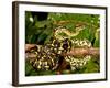 Jungle Carpet Python, Morelia Spilotes Variegata, Native to Australia and New Guinea-David Northcott-Framed Photographic Print