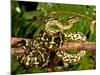 Jungle Carpet Python, Morelia Spilotes Variegata, Native to Australia and New Guinea-David Northcott-Mounted Photographic Print