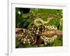 Jungle Carpet Python, Morelia Spilotes Variegata, Native to Australia and New Guinea-David Northcott-Framed Photographic Print