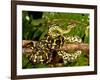 Jungle Carpet Python, Morelia Spilotes Variegata, Native to Australia and New Guinea-David Northcott-Framed Photographic Print