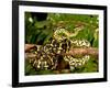 Jungle Carpet Python, Morelia Spilotes Variegata, Native to Australia and New Guinea-David Northcott-Framed Photographic Print