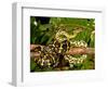 Jungle Carpet Python, Morelia Spilotes Variegata, Native to Australia and New Guinea-David Northcott-Framed Photographic Print