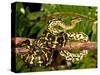 Jungle Carpet Python, Morelia Spilotes Variegata, Native to Australia and New Guinea-David Northcott-Stretched Canvas