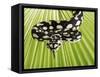 Jungle Carpet Python-Martin Harvey-Framed Stretched Canvas