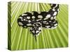 Jungle Carpet Python-Martin Harvey-Stretched Canvas