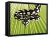 Jungle Carpet Python-Martin Harvey-Framed Stretched Canvas