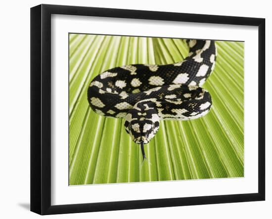 Jungle Carpet Python-Martin Harvey-Framed Photographic Print