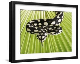 Jungle Carpet Python-Martin Harvey-Framed Photographic Print