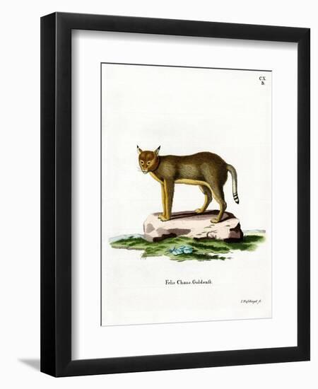 Jungle Cat-null-Framed Giclee Print