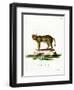 Jungle Cat-null-Framed Giclee Print