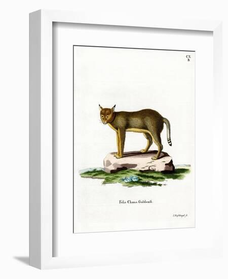 Jungle Cat-null-Framed Giclee Print