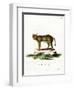 Jungle Cat-null-Framed Giclee Print