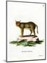 Jungle Cat-null-Mounted Giclee Print