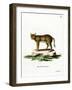 Jungle Cat-null-Framed Giclee Print