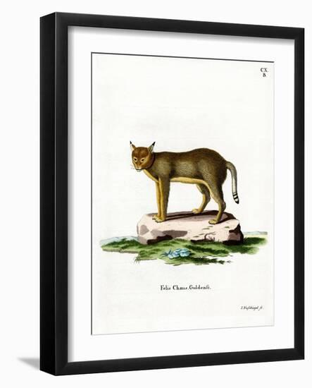 Jungle Cat-null-Framed Giclee Print