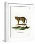 Jungle Cat-null-Framed Giclee Print