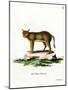 Jungle Cat-null-Mounted Giclee Print