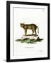 Jungle Cat-null-Framed Giclee Print