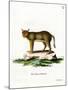 Jungle Cat-null-Mounted Giclee Print