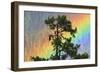 Jungle Crow (Corvus Macrorhynchos) Perched On Tree Branch With Rainbow-Dong Lei-Framed Photographic Print