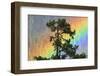 Jungle Crow (Corvus Macrorhynchos) Perched On Tree Branch With Rainbow-Dong Lei-Framed Photographic Print