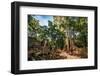 Jungle Forest at Angkor Wat Area in Cambodia-dmitry kushch-Framed Photographic Print