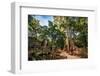 Jungle Forest at Angkor Wat Area in Cambodia-dmitry kushch-Framed Photographic Print