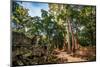 Jungle Forest at Angkor Wat Area in Cambodia-dmitry kushch-Mounted Photographic Print