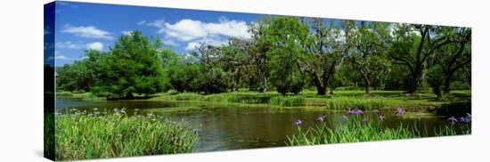 Jungle Gardens, Avery Island, Southern, Louisiana, USA-null-Stretched Canvas